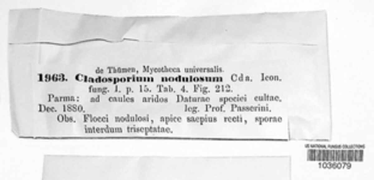 Cladosporium nodulosum image